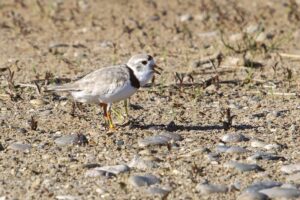 Bird Flu Sparing Piping Plovers — For Now