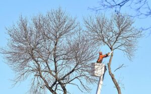 Divfor Mankato Ash Tree Owners Its Time To Decidediv