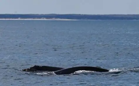 Low number of North Atlantic right whale births concern scientists
