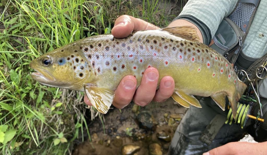 Christopher Smith: What’s up with trout in the Boardman/Ottaway?
