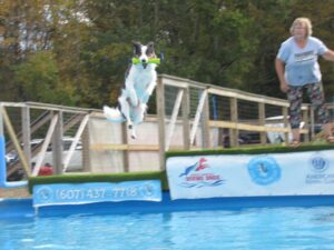 On The Bright Side Dogs Make A Splash At Bainbridge Dock Diving Competition