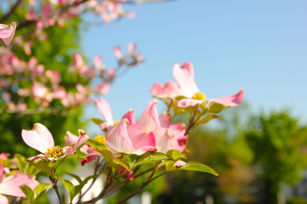 Celebrate spring in Hebbertsburg Enjoy blooming dogwoods and blossoming cherry trees while taking the scenic route from Fairfield Glade to...Read full story